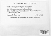 Uromyces polygoni-avicularis image